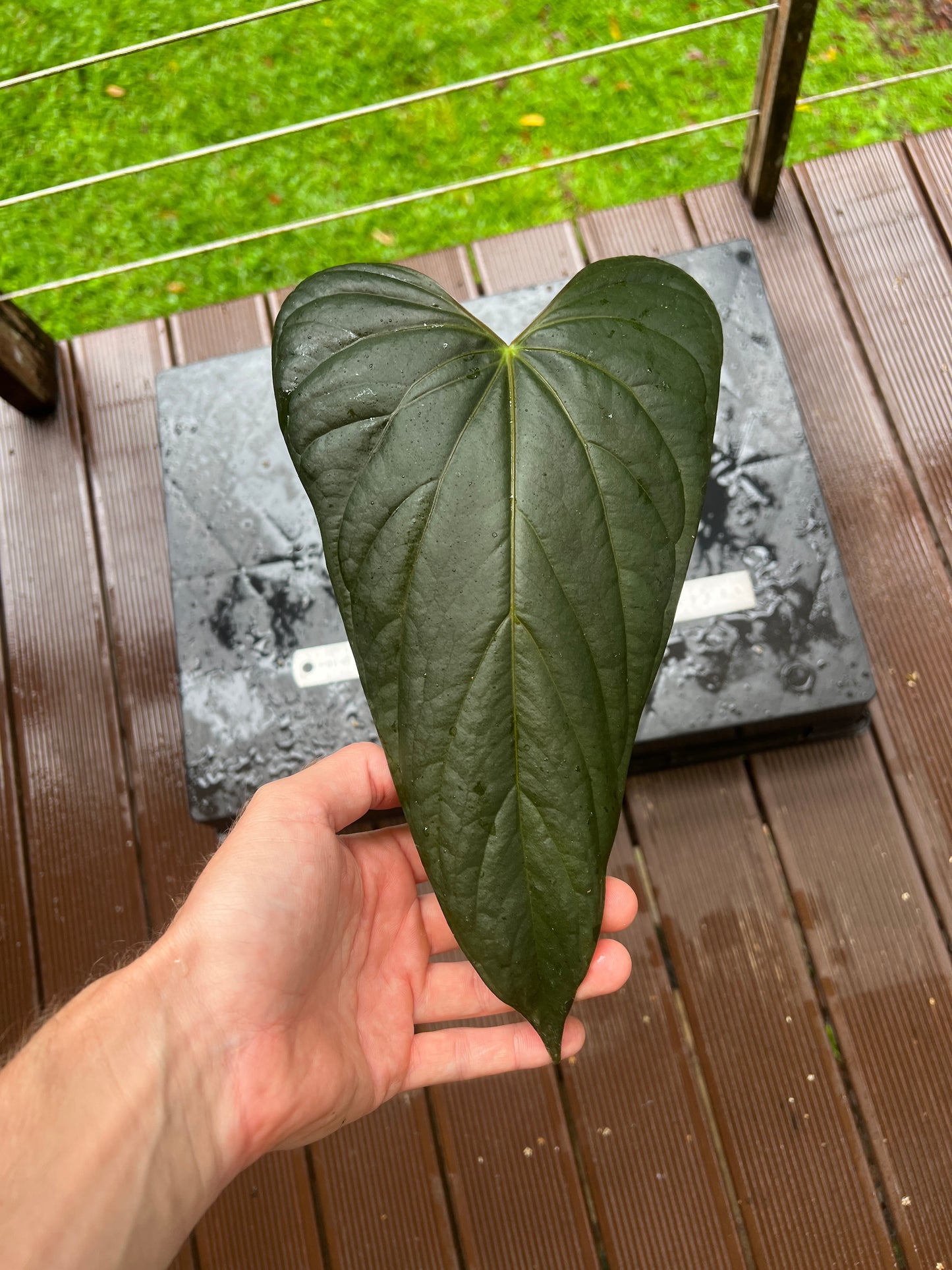 Anthurium 'Sharp Mood #1' Clone