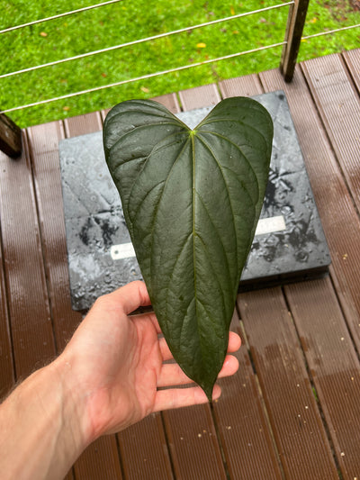 Anthurium 'Sharp Mood #1' Clone