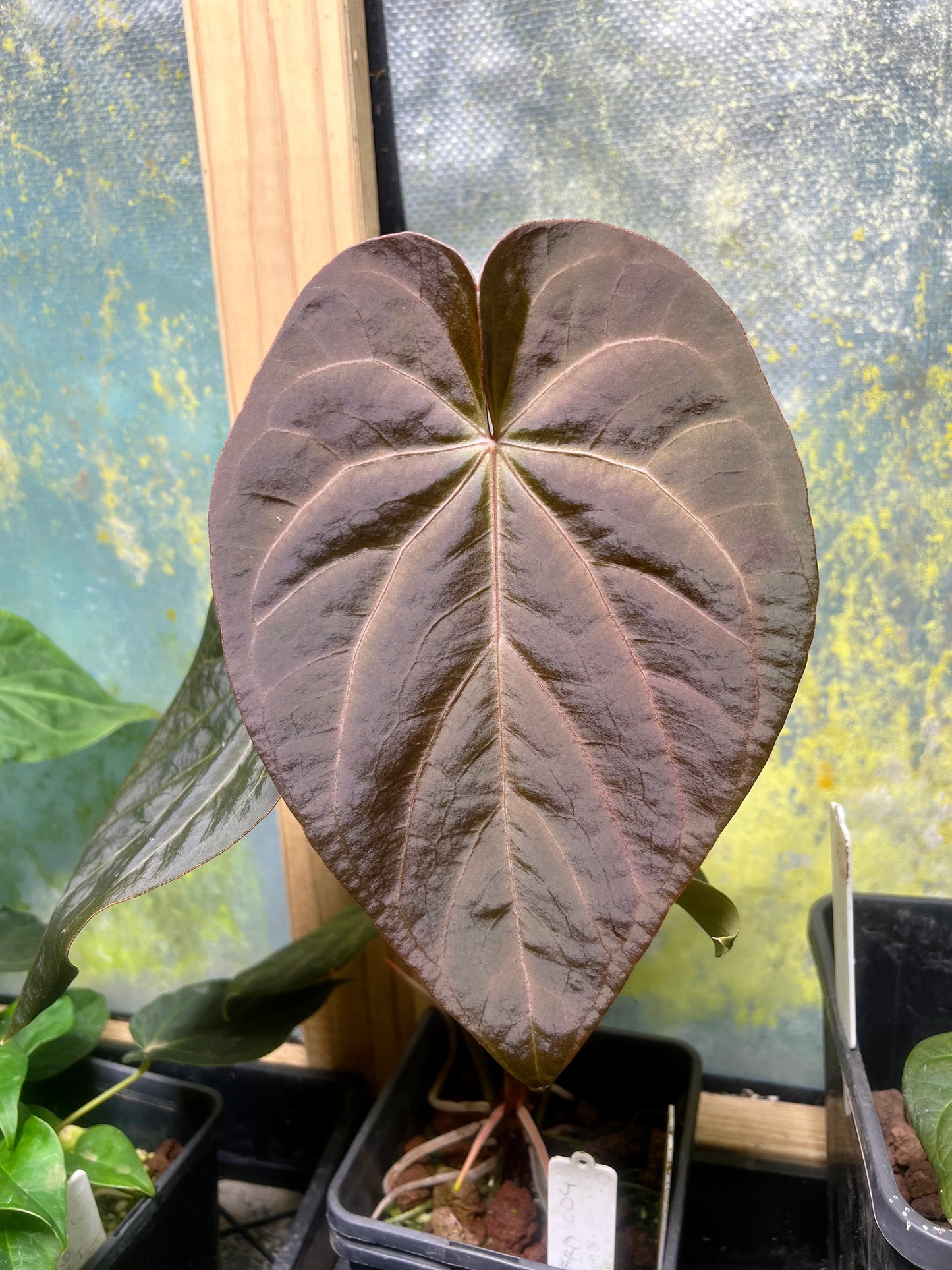 Anthurium Solferra #004 Clone Cutting Grown