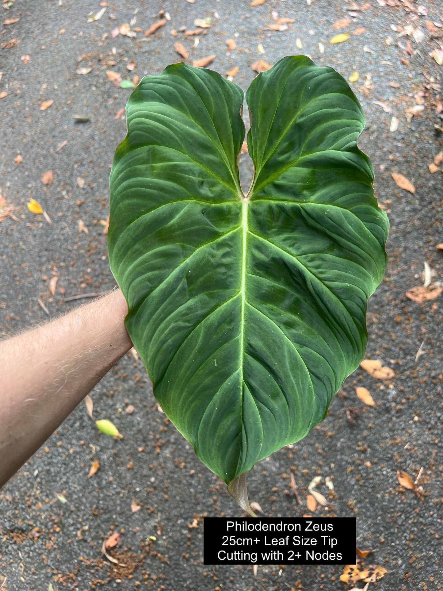 Philodendron Zeus - Decoflora Hybrid - gloriosum x verrucosum > Cuttings