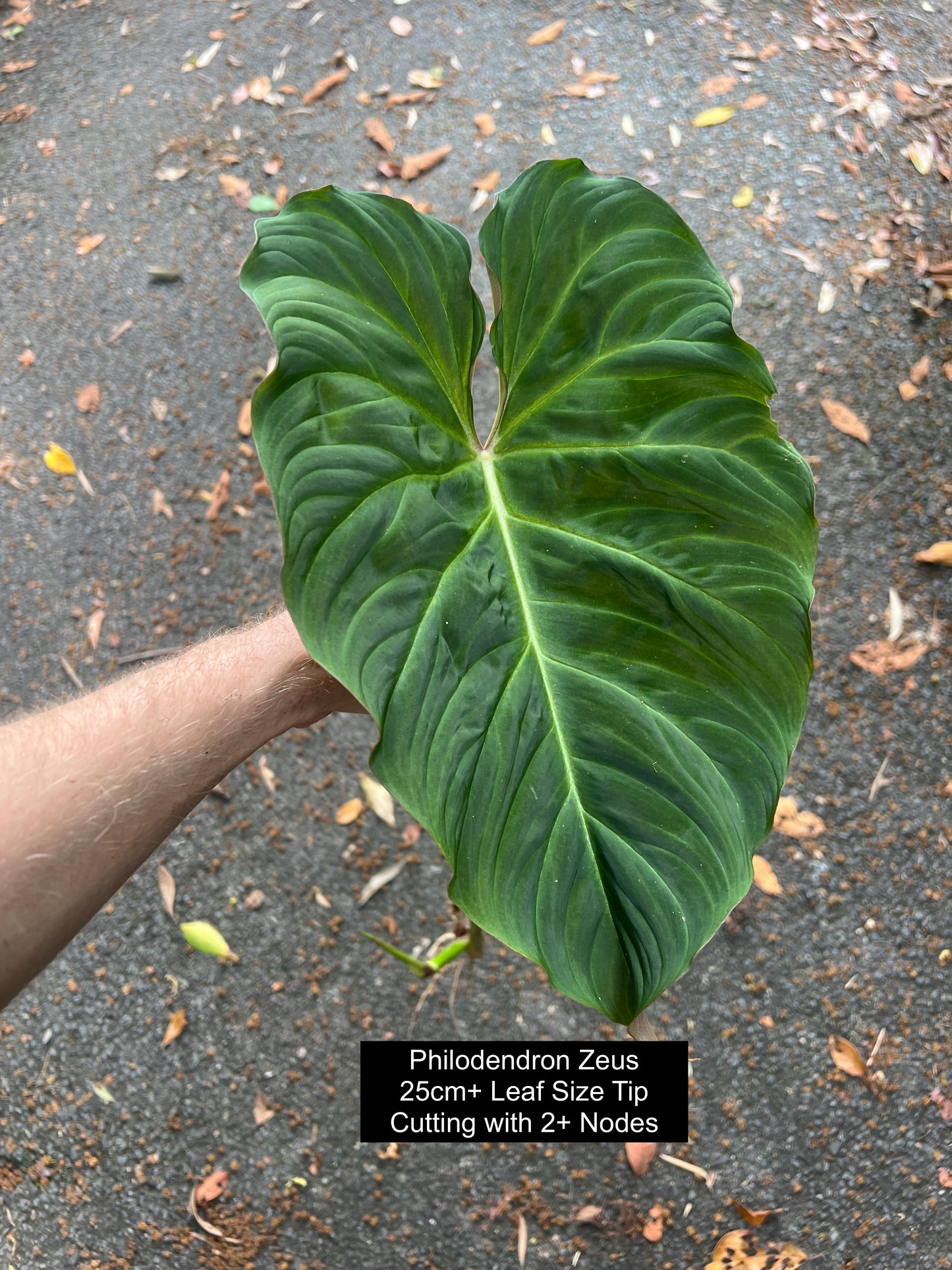 Philodendron Zeus - Decoflora Hybrid - gloriosum x verrucosum > Cuttings