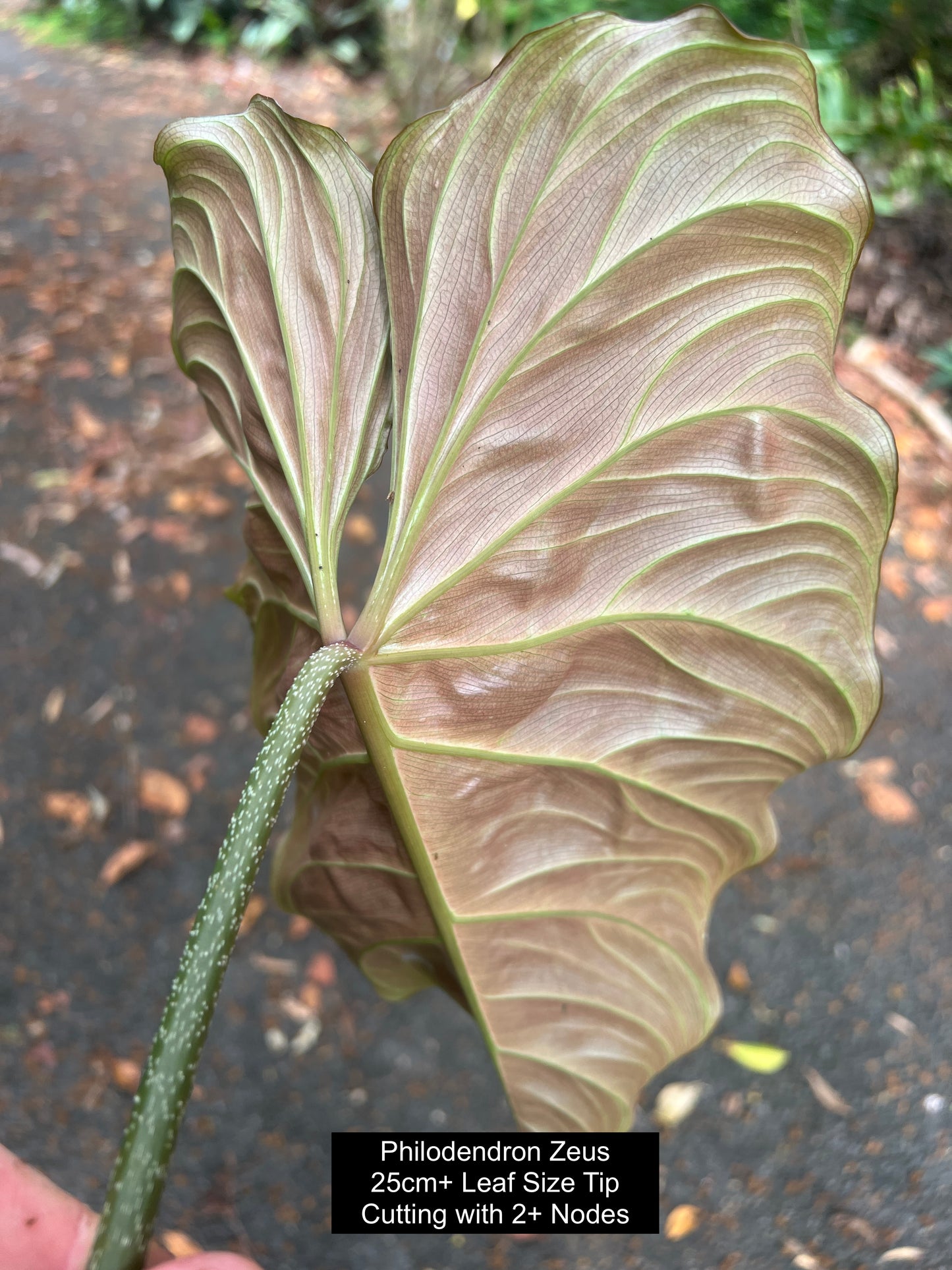 Philodendron Zeus - Decoflora Hybrid - gloriosum x verrucosum > Cuttings
