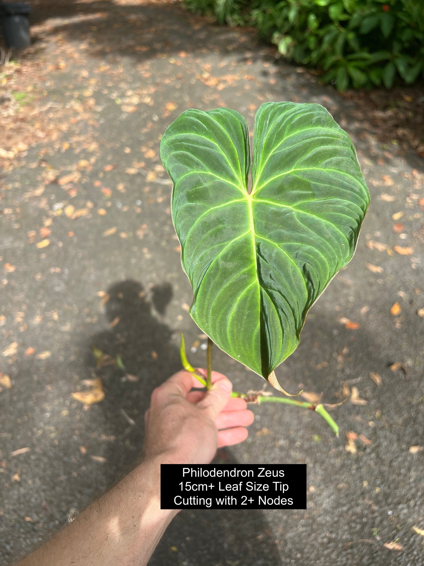 Philodendron Zeus - Decoflora Hybrid - gloriosum x verrucosum > Cuttings