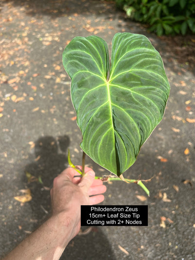 Philodendron Zeus - Decoflora Hybrid - gloriosum x verrucosum > Cuttings