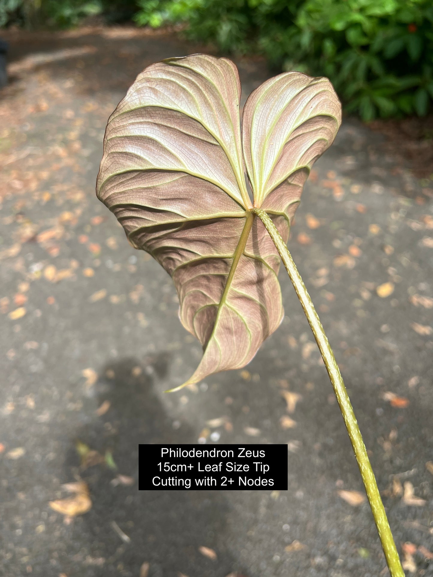 Philodendron Zeus - Decoflora Hybrid - gloriosum x verrucosum > Cuttings