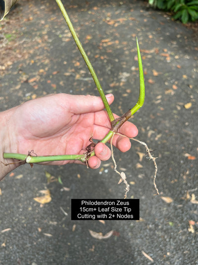 Philodendron Zeus - Decoflora Hybrid - gloriosum x verrucosum > Cuttings