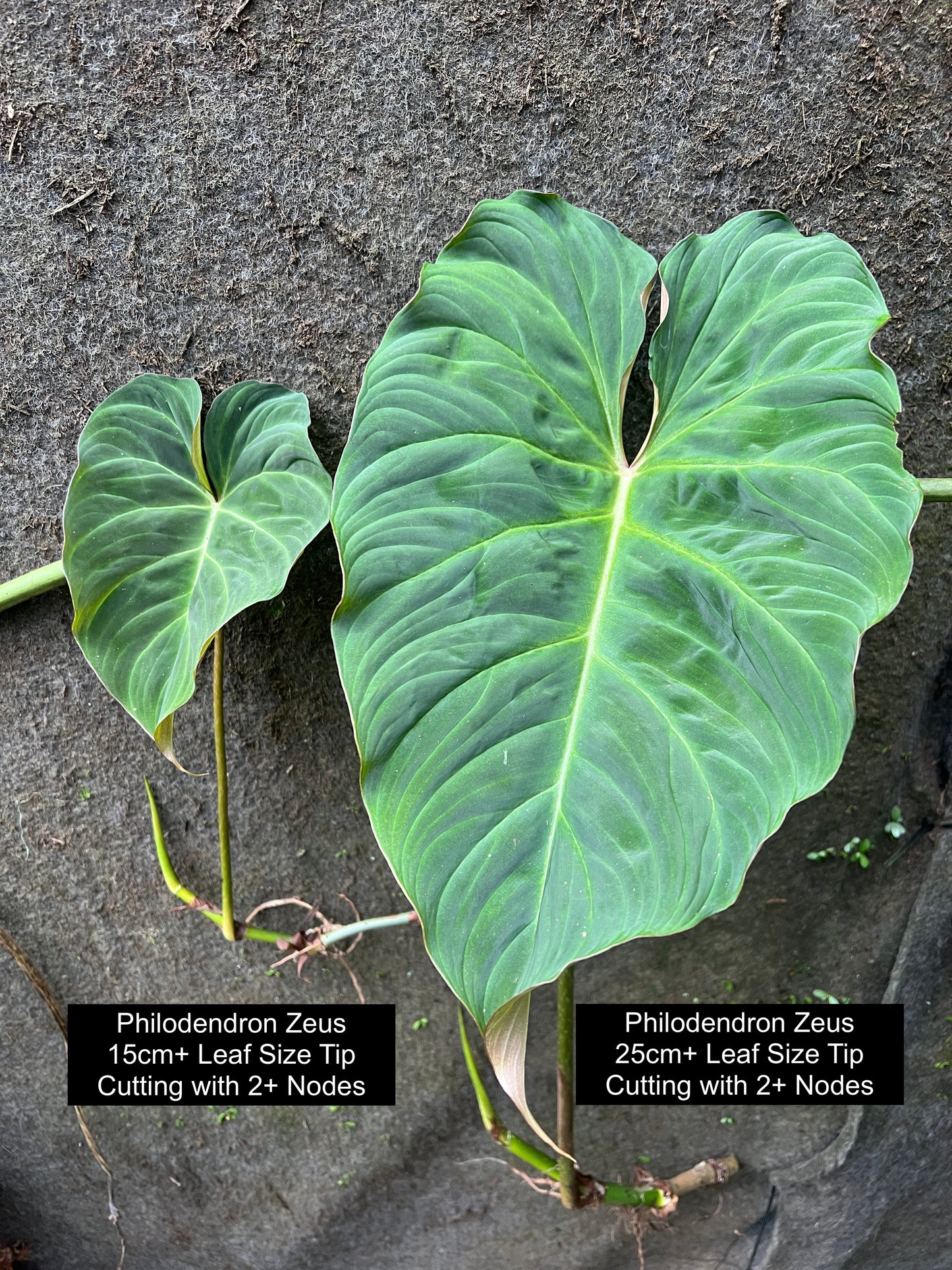 Philodendron Zeus - Decoflora Hybrid - gloriosum x verrucosum > Cuttings