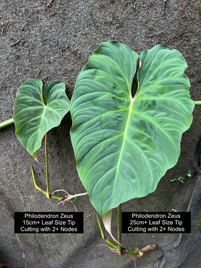 Philodendron Zeus - Decoflora Hybrid - gloriosum x verrucosum > Cuttings