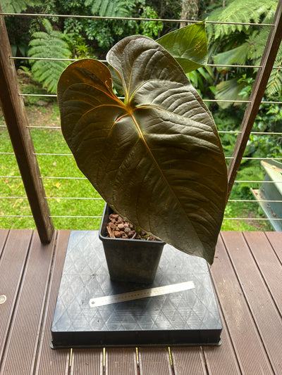 Anthurium Veitchii x Moody > Large Flowering Size Plant