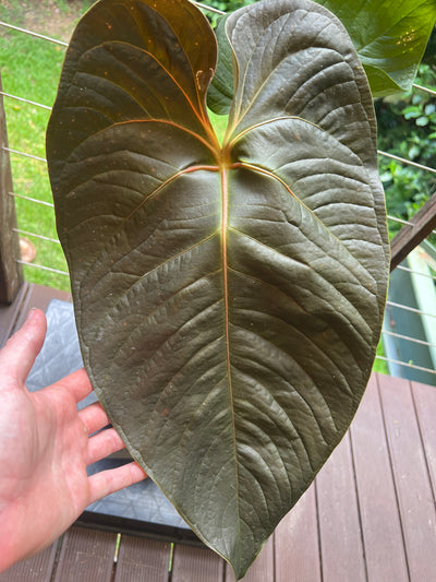 Anthurium Veitchii x Moody > Large Flowering Size Plant