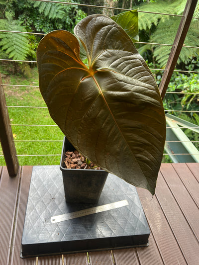 Anthurium Veitchii x Moody > Large Flowering Size Plant
