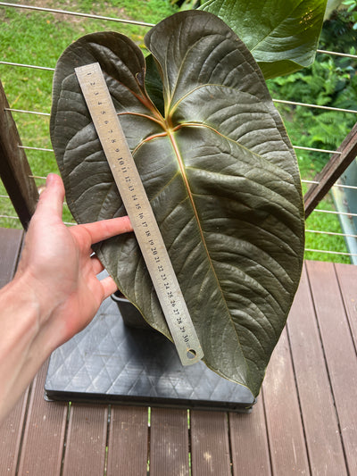 Anthurium Veitchii x Moody > Large Flowering Size Plant