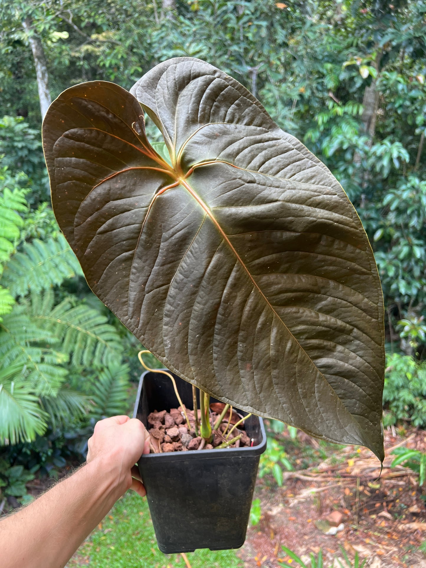 Anthurium Veitchii x Moody > Large Flowering Size Plant