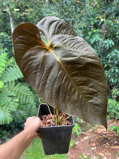 Anthurium Veitchii x Moody > Large Flowering Size Plant