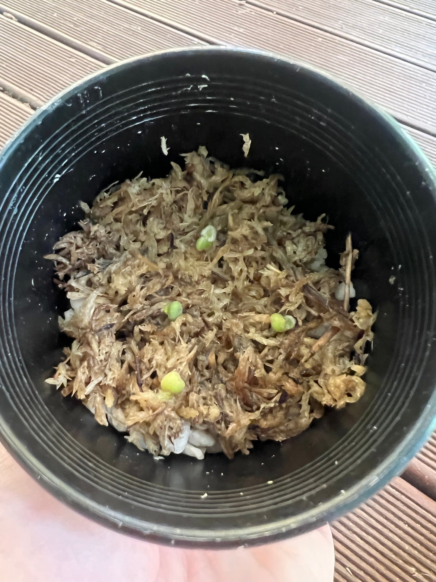 Anthurium Seed Pack x3+ Seeds Darkforgetiixbesseae x MagxMoody#4 - Only 1 Pack