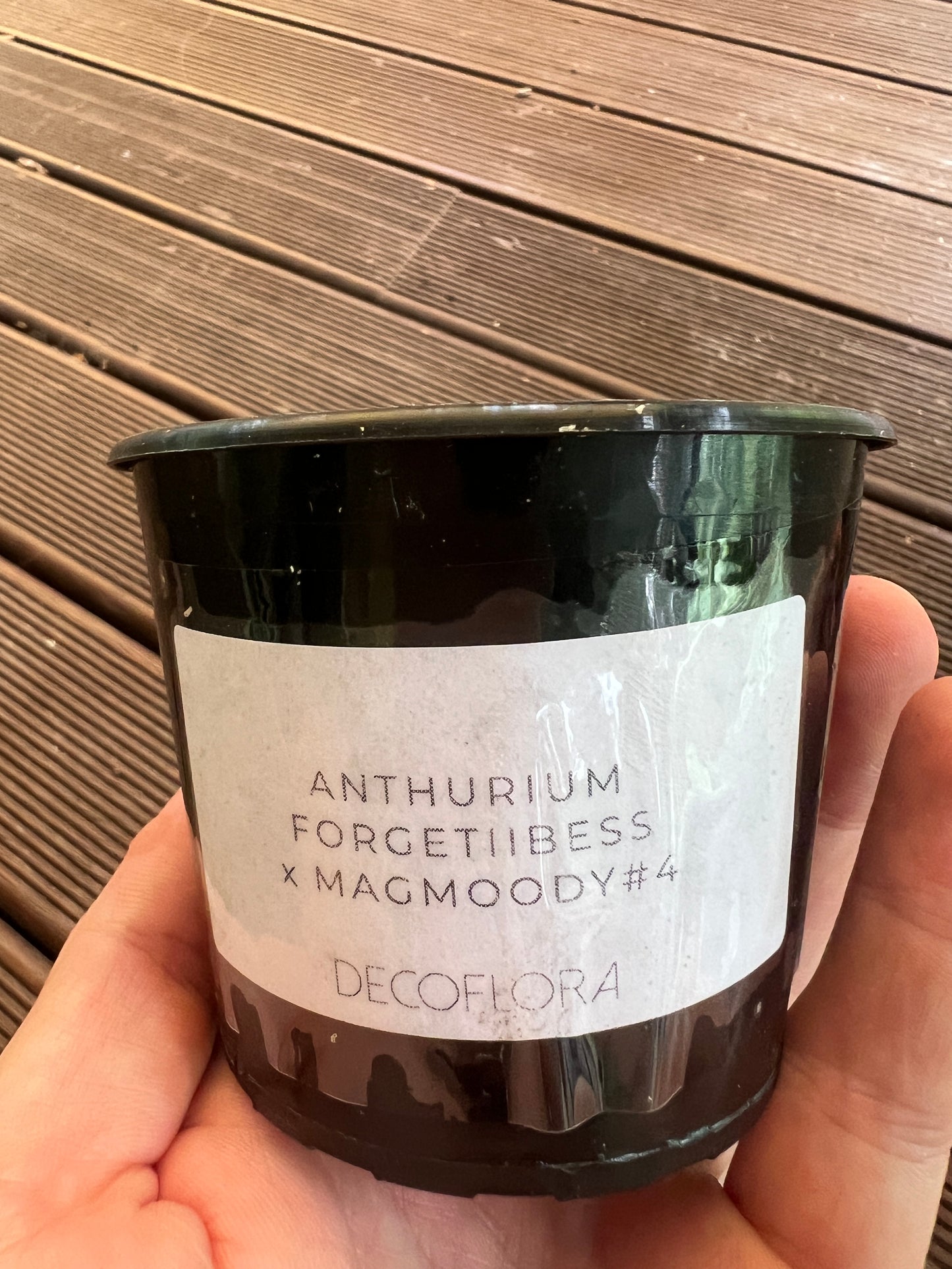 Anthurium Seed Pack x3+ Seeds Darkforgetiixbesseae x MagxMoody#4 - Only 1 Pack