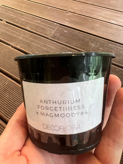 Anthurium Seed Pack x3+ Seeds Darkforgetiixbesseae x MagxMoody#4 - Only 1 Pack