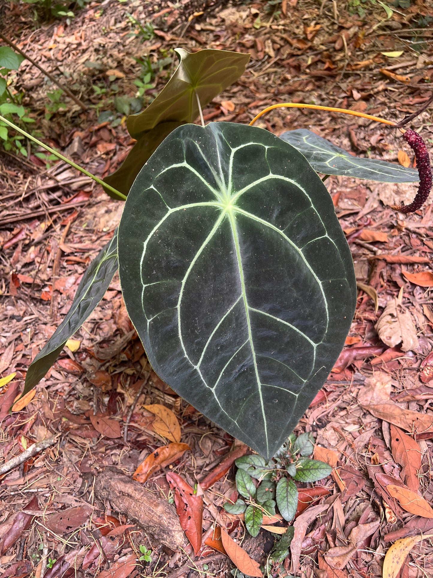 Anthurium Seed Pack x3+ Seeds Darkforgetiixbesseae x MagxMoody#4 - Only 1 Pack