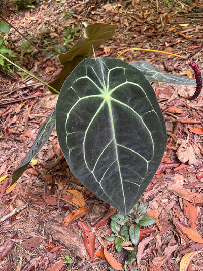 Anthurium Seed Pack x3+ Seeds Darkforgetiixbesseae x MagxMoody#4 - Only 1 Pack