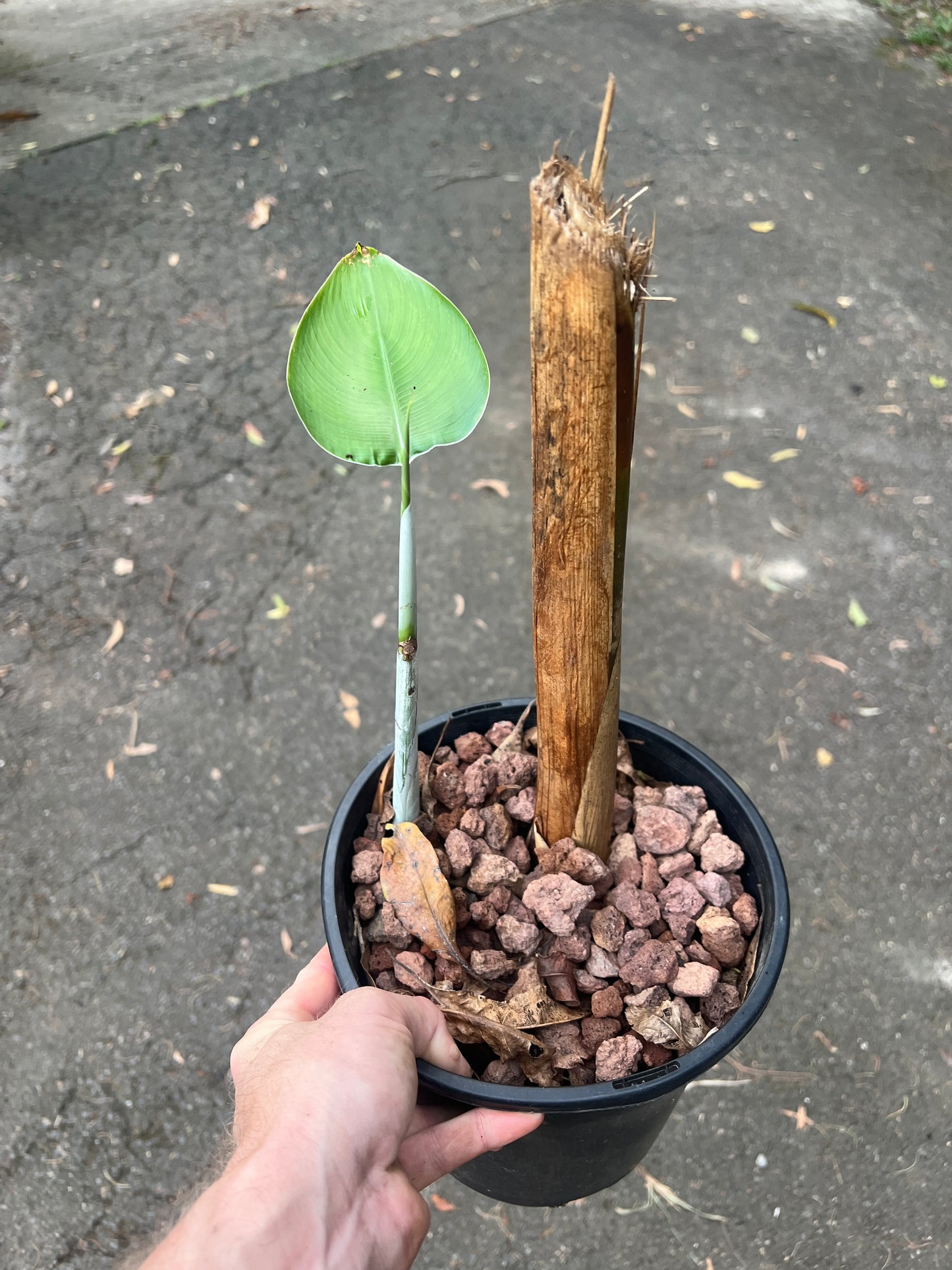Heliconia chartacea cv ' Sexy Pink ' Germinated Rhizome