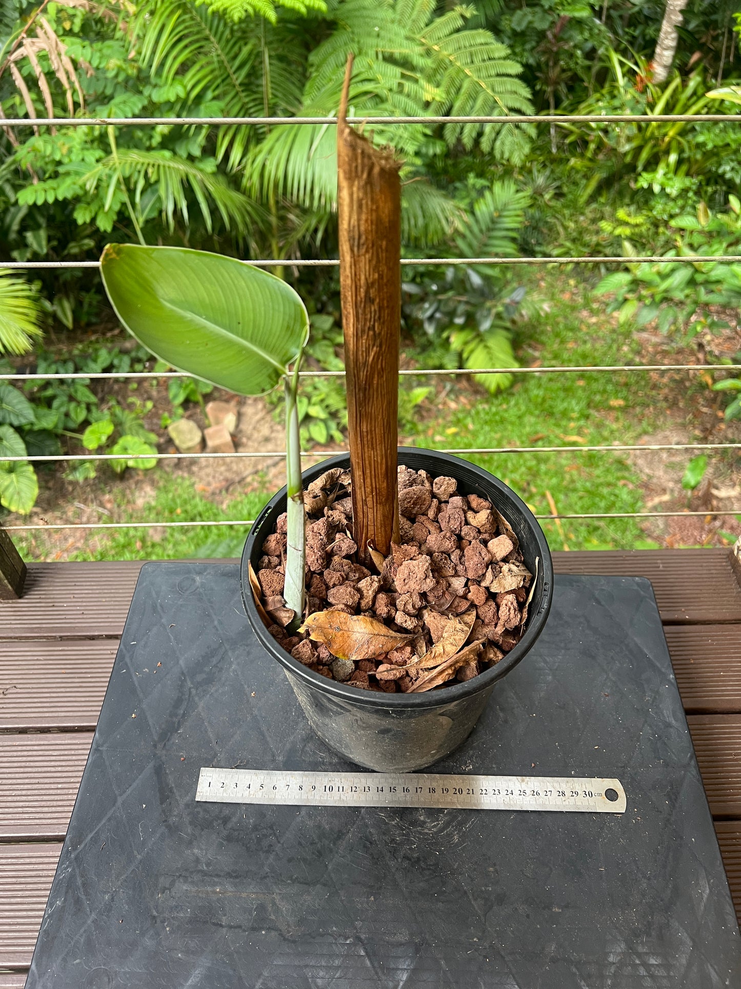 Heliconia chartacea cv ' Sexy Pink ' Germinated Rhizome