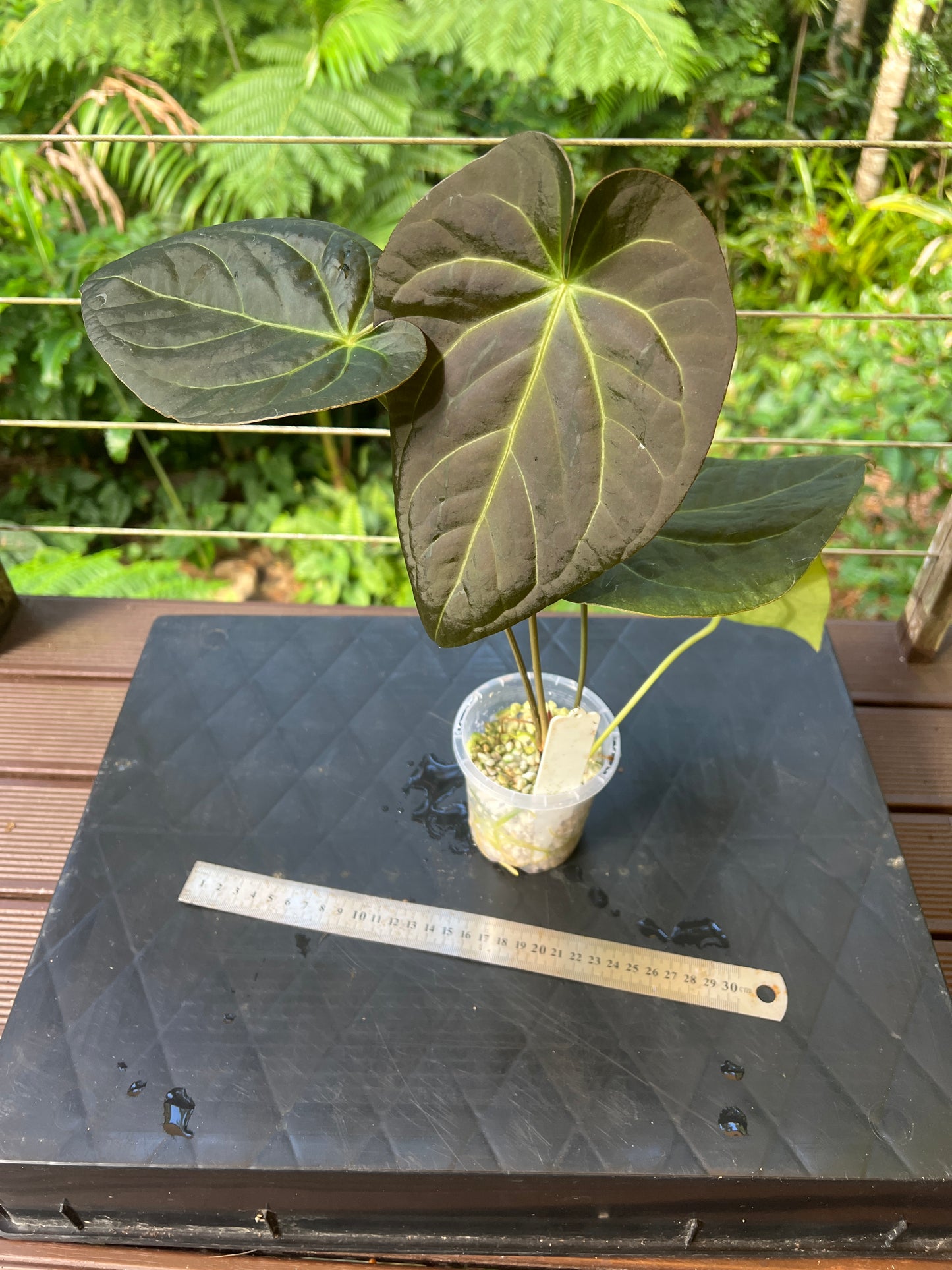 Anthurium Solferra #010 Clone Cutting Grown