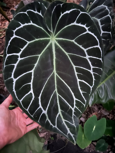 Anthurium crystallinum Hybrids x3 Plants