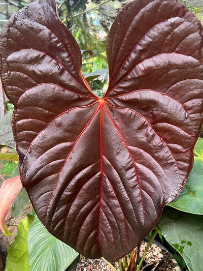 Anthurium Mojo Rojo Bench - Pack x4 Seeds