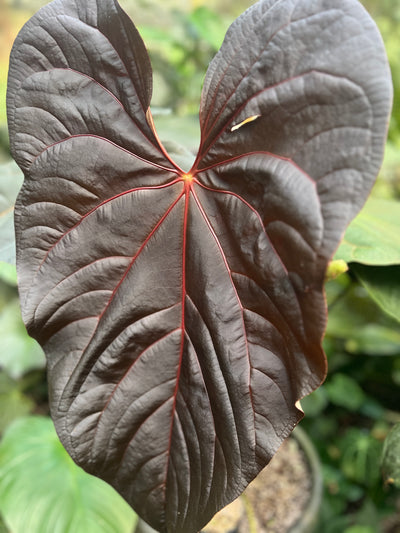 Anthurium Mojo Rojo Bench - Pack x4 Seeds
