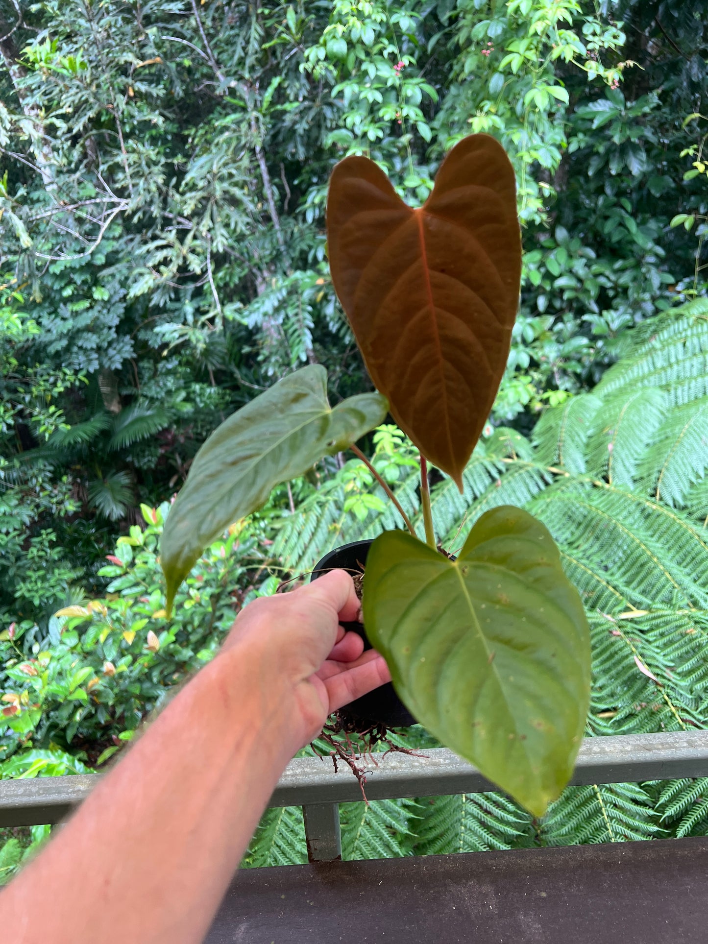 Anthurium Veitchii x Moody x2 Plants!