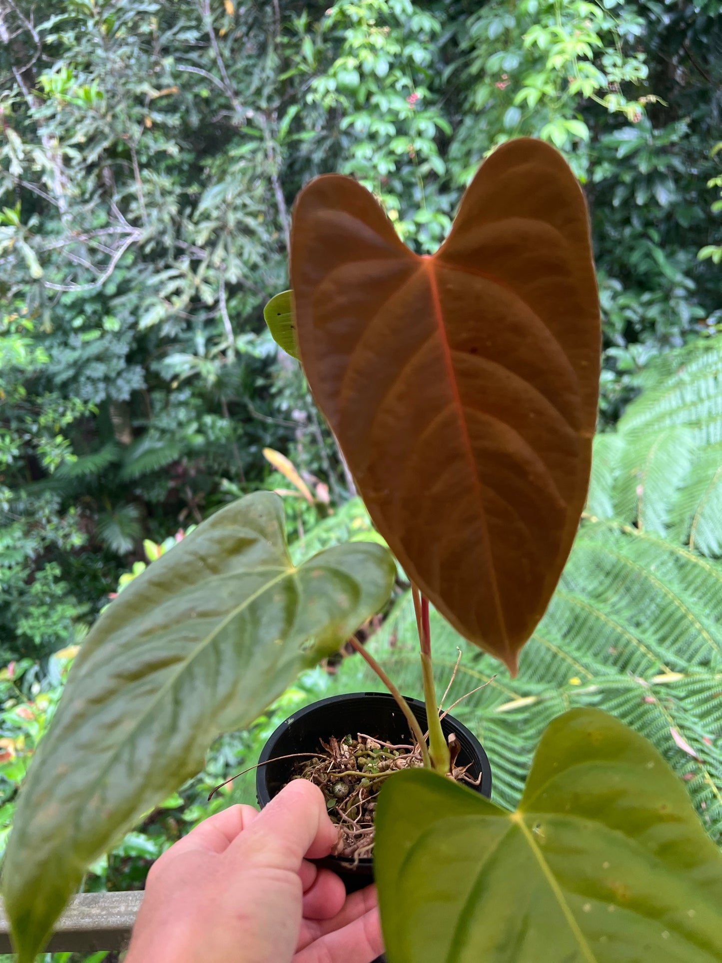 Anthurium Veitchii x Moody x2 Plants!