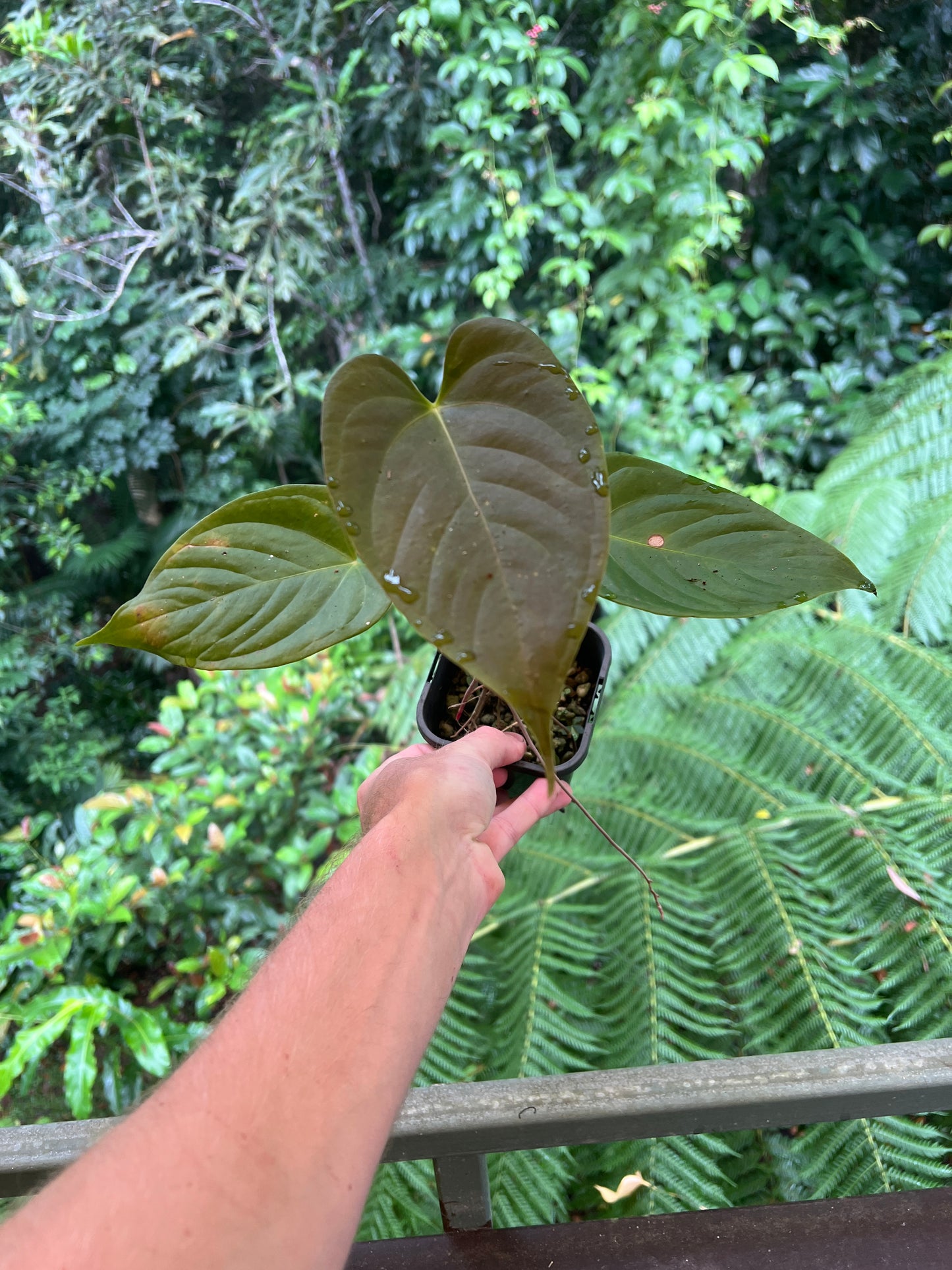 Anthurium Veitchii x Moody x2 Plants!