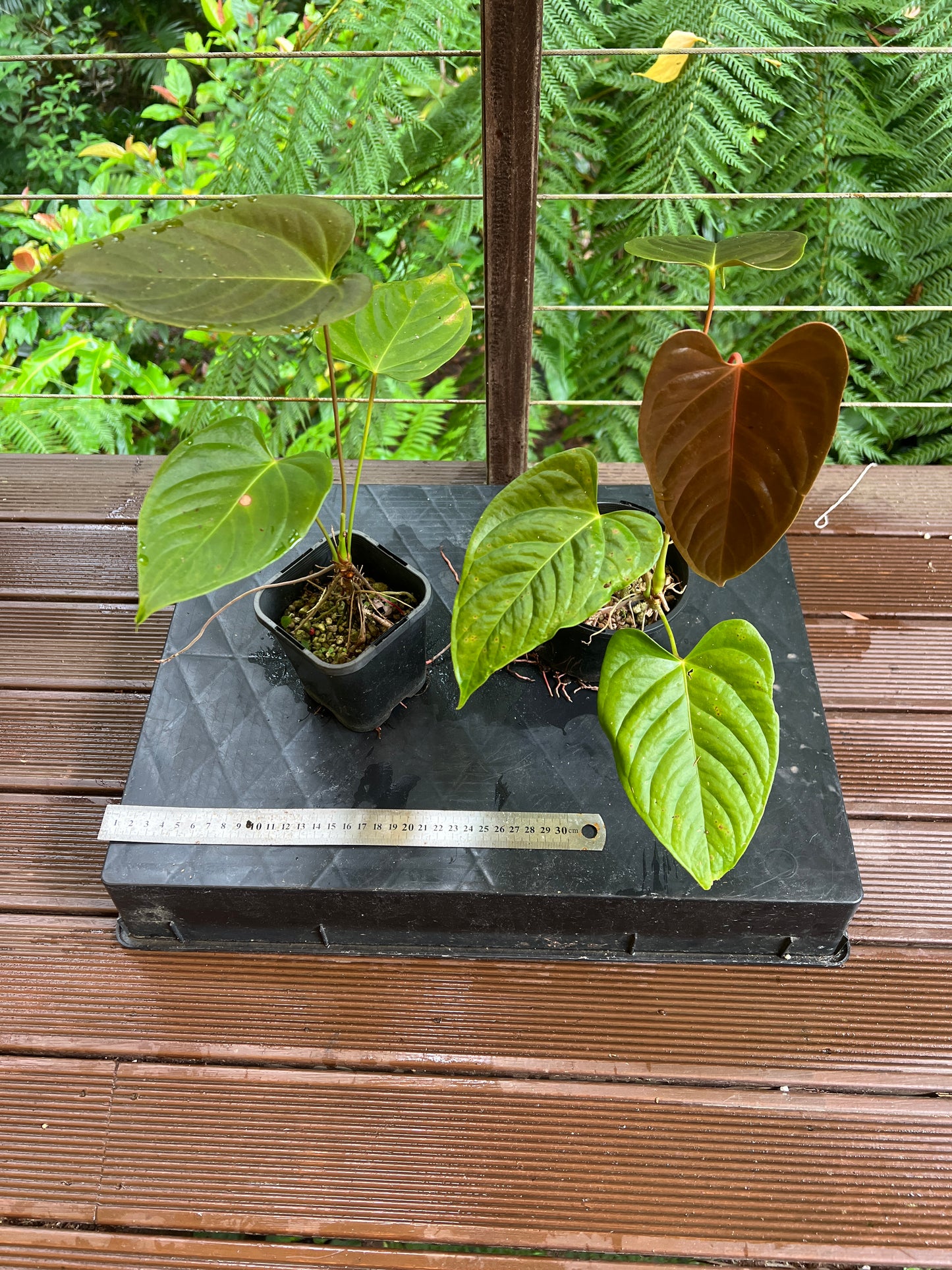 Anthurium Veitchii x Moody x2 Plants!