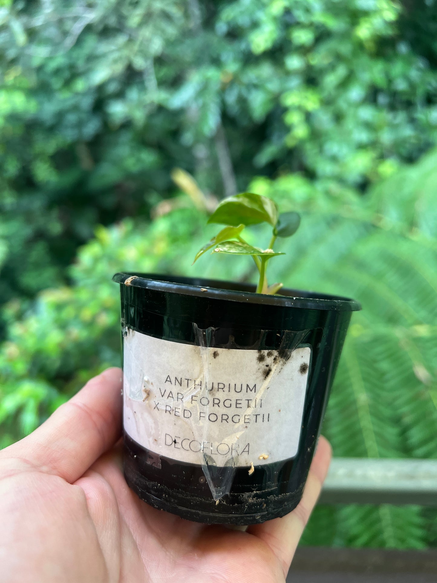 Anthurium Variegated forgetii x Red Forgetii x 1 var Seedling Shown