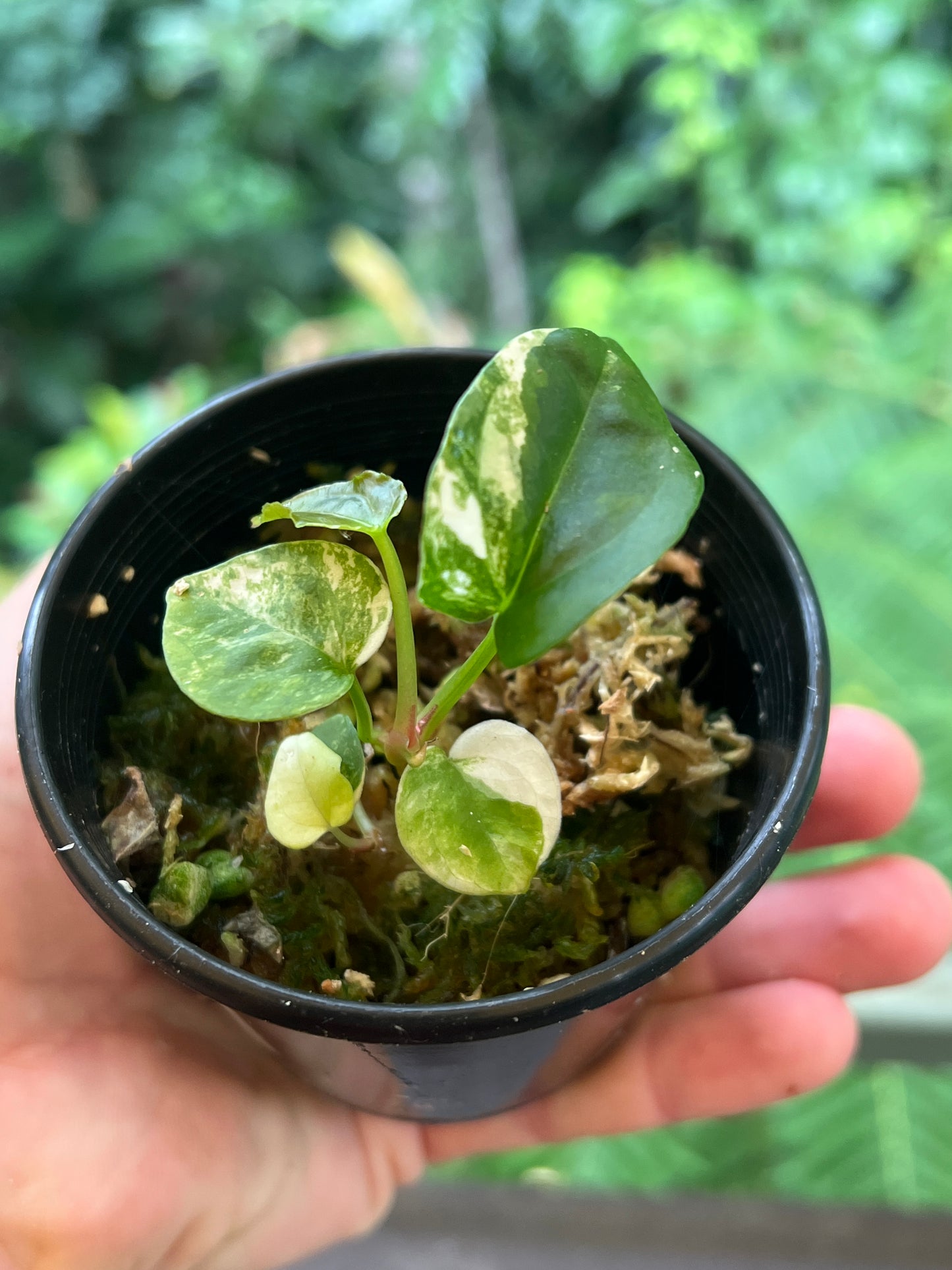Anthurium Variegated forgetii x Red Forgetii x 1 var Seedling Shown