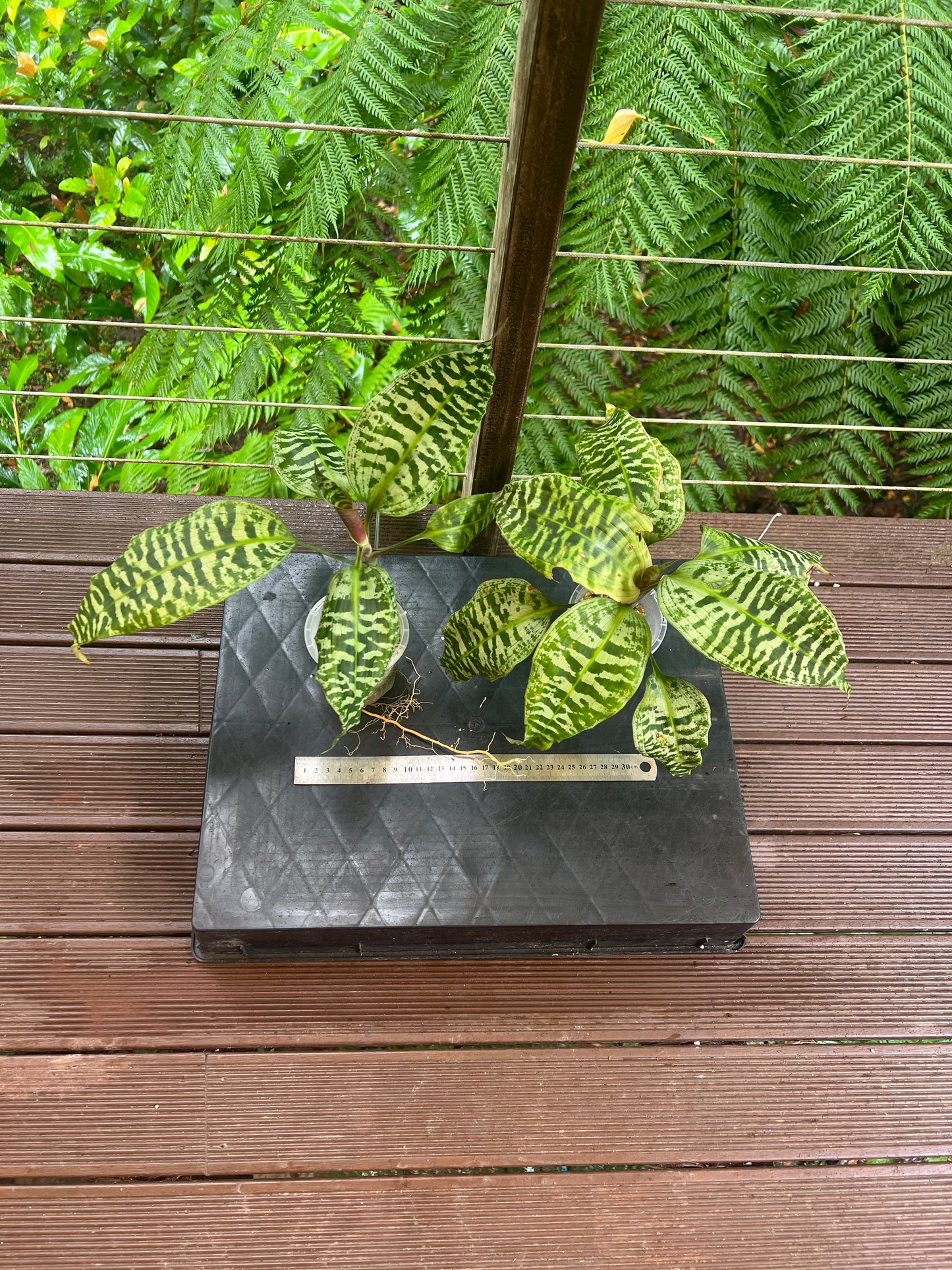 Dracaena goldieana x2 Plants