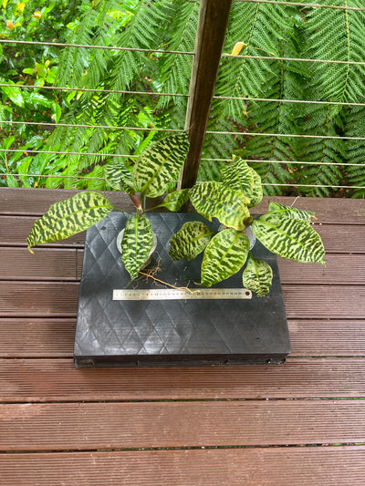 Dracaena goldieana x2 Plants