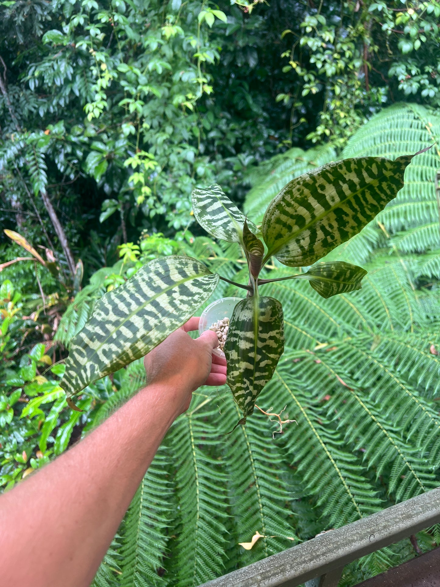 Dracaena goldieana x2 Plants