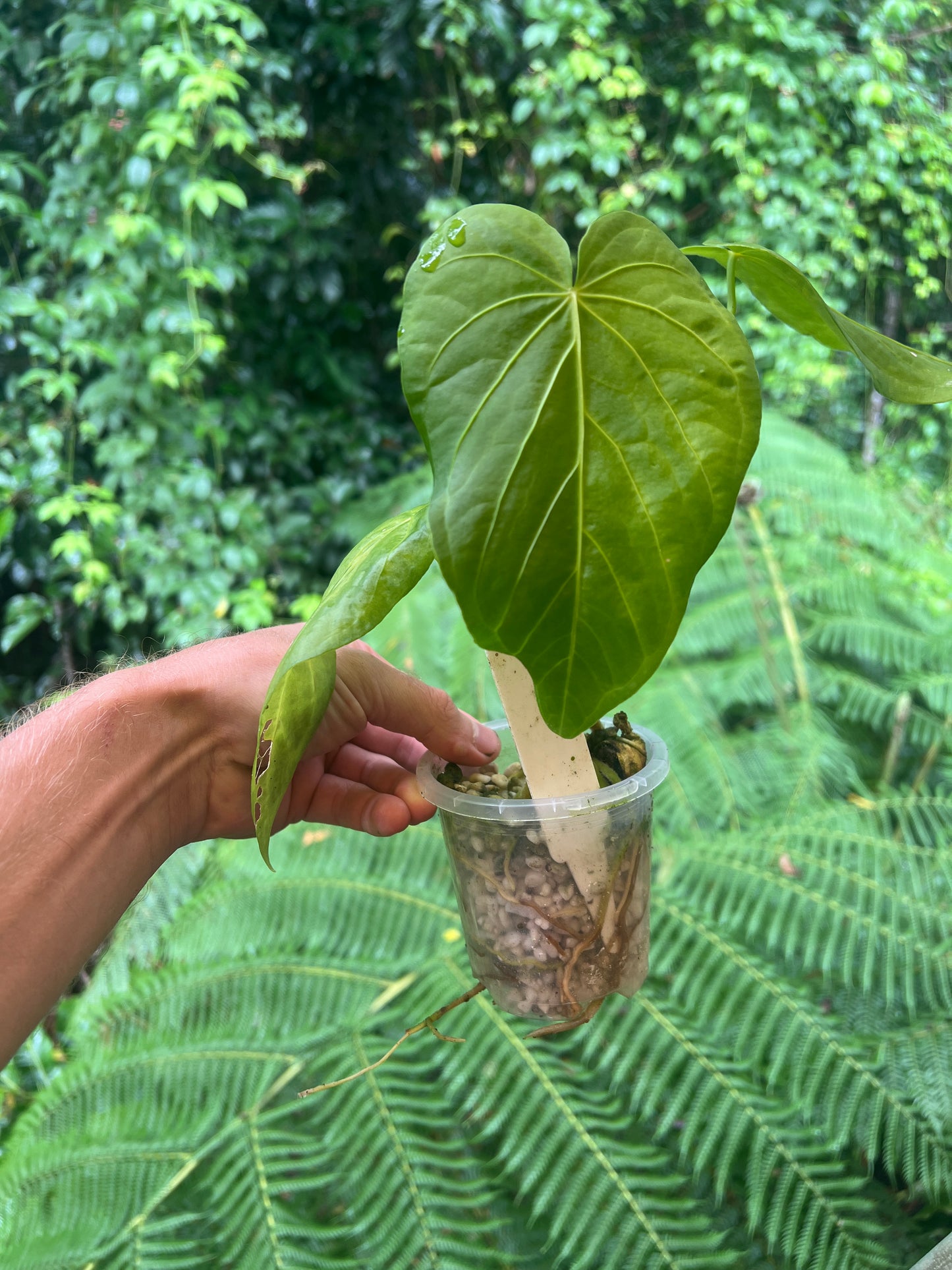 Anthurium schottianum Species - Grows Huge
