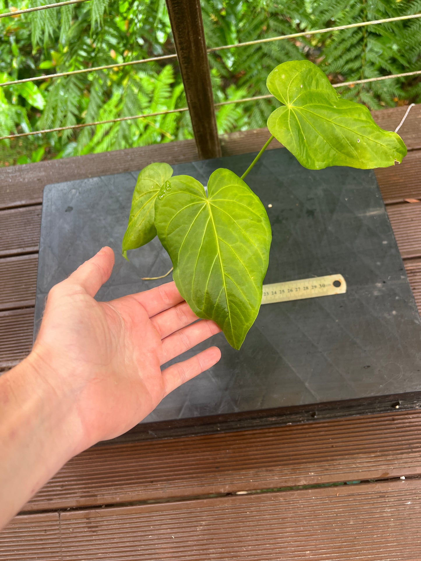 Anthurium schottianum Species - Grows Huge