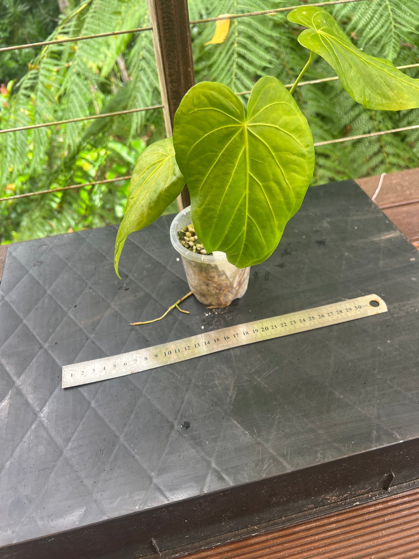 Anthurium schottianum Species - Grows Huge