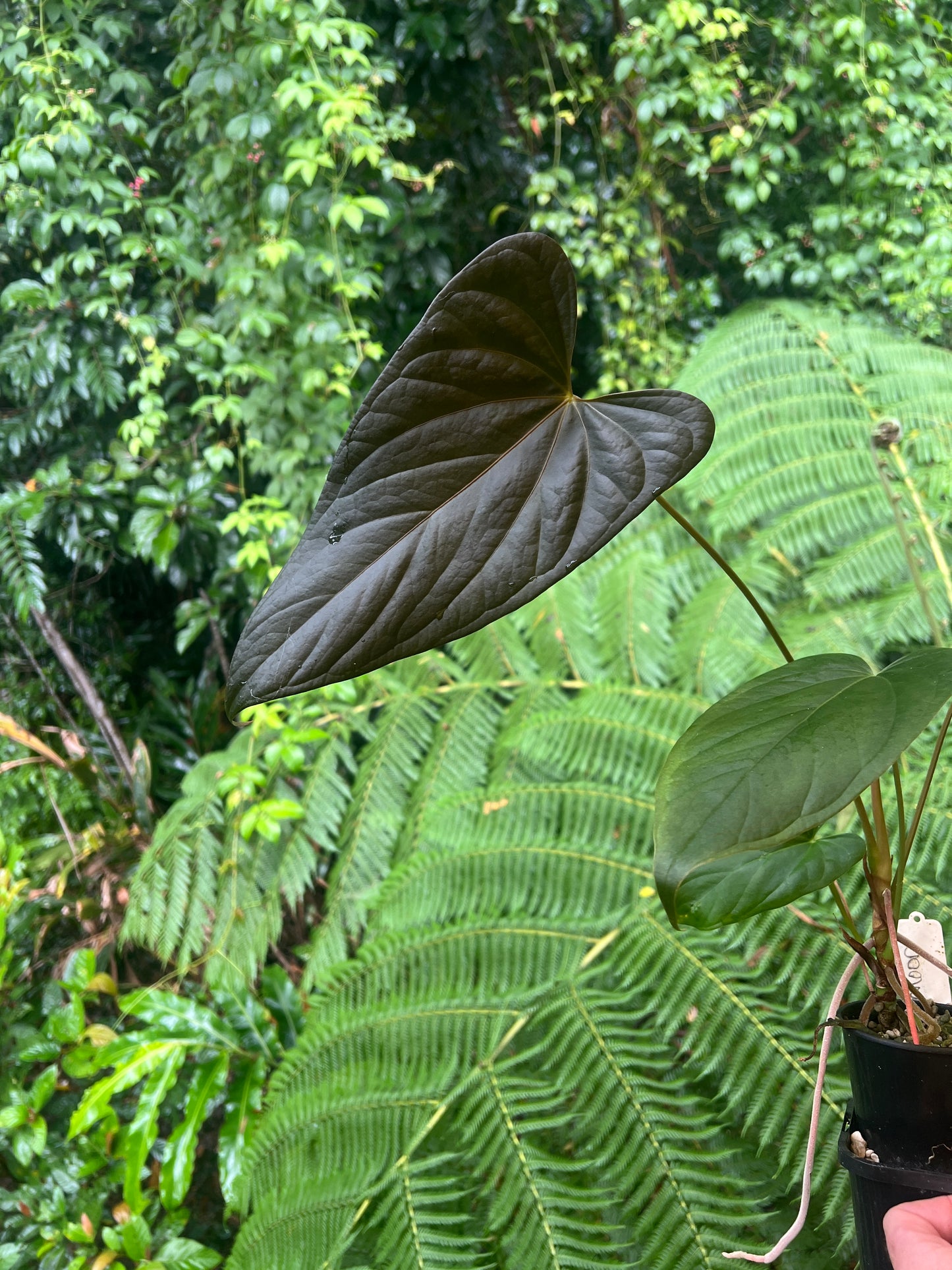 Anthurium 'Sharp Mood #1' Clone - Large!