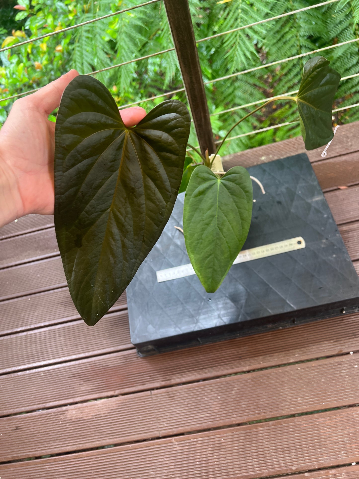 Anthurium 'Sharp Mood #1' Clone - Large!