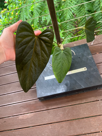 Anthurium 'Sharp Mood #1' Clone - Large!