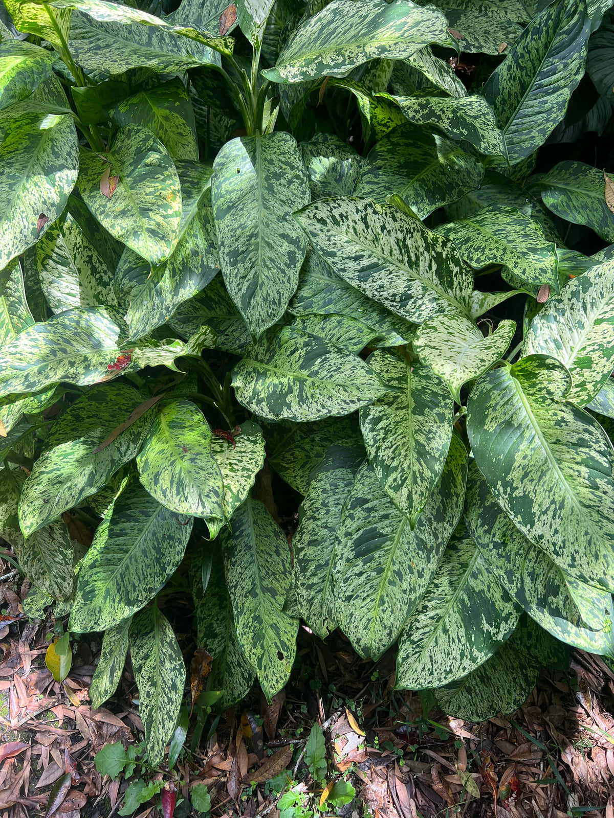 Dieffenbachia Sparkle - Medium Size Grower Mottled > Cuttings