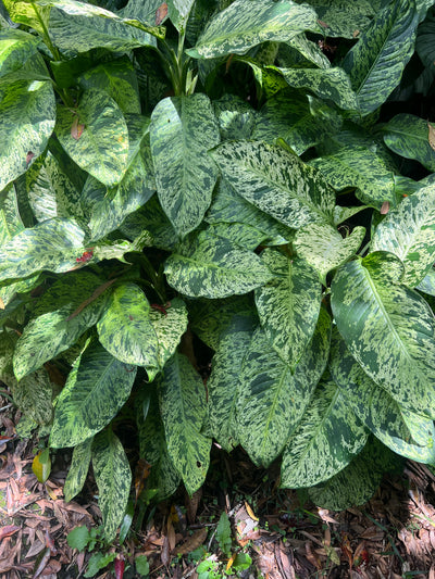 Dieffenbachia Sparkle - Medium Size Grower Mottled > Cuttings