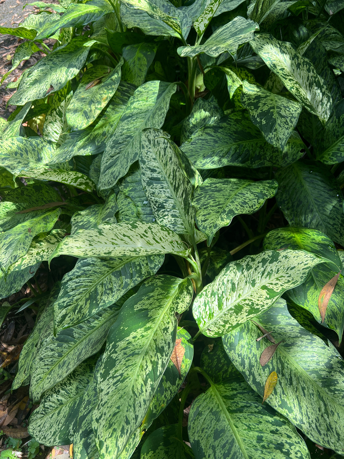 Dieffenbachia Sparkle - Medium Size Grower Mottled > Cuttings