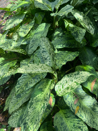Dieffenbachia Sparkle - Medium Size Grower Mottled > Cuttings