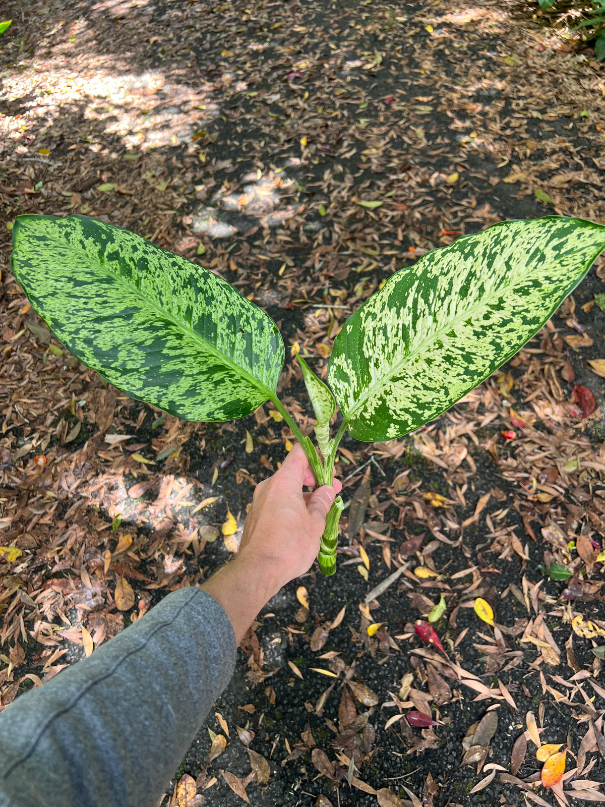 Dieffenbachia Sparkle - Medium Size Grower Mottled > Cuttings