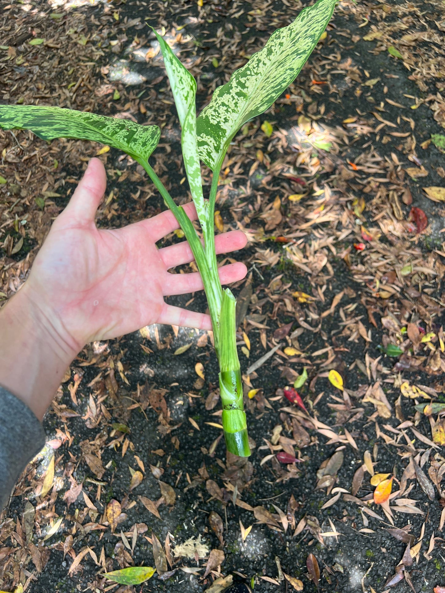 Dieffenbachia Sparkle - Medium Size Grower Mottled > Cuttings